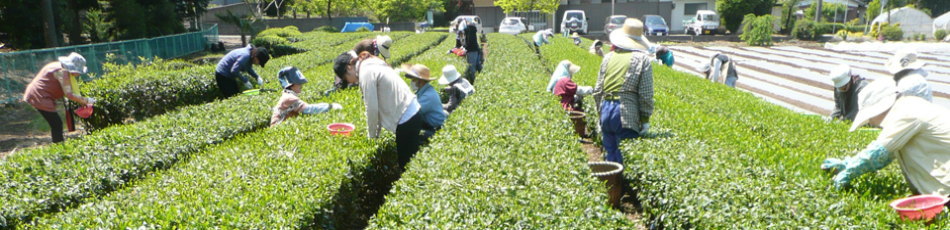 増田園本店｜埼玉県入間市豊岡の狭山茶製造販売